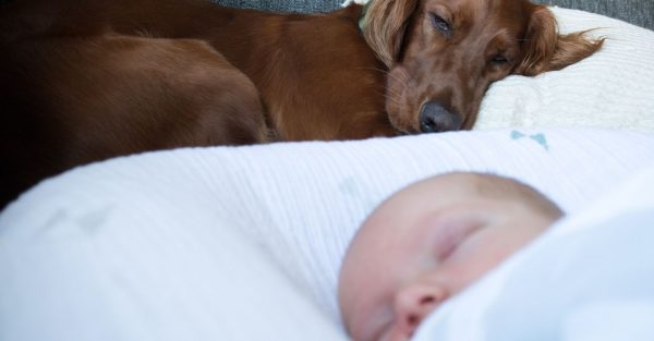 como se pasea un perro con un recien nacido